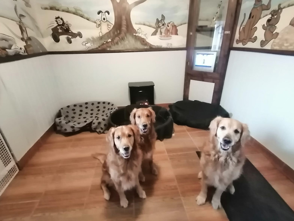 Top Dog Luxury Boarding Kennels in York Yorkshire